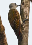 African Grey Woodpecker