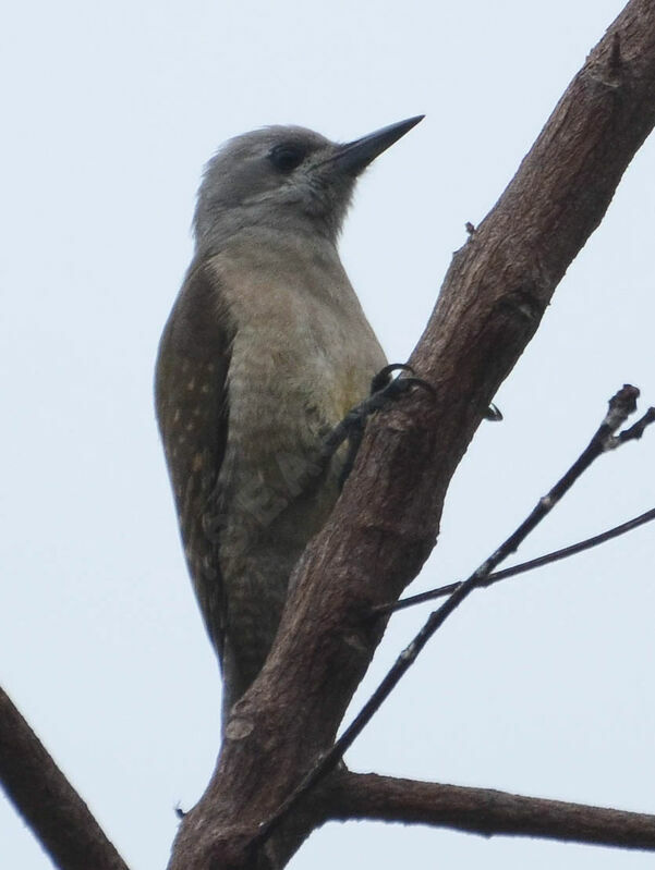 African Grey Woodpeckerimmature, identification