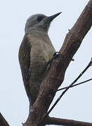 African Grey Woodpecker