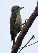 African Grey Woodpecker