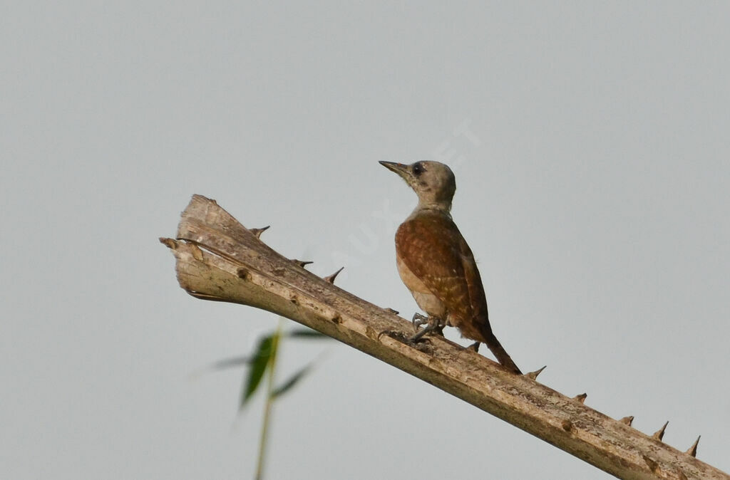 African Grey Woodpecker female adult