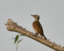 African Grey Woodpecker