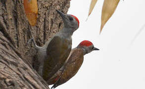 African Grey Woodpecker