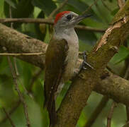 African Grey Woodpecker