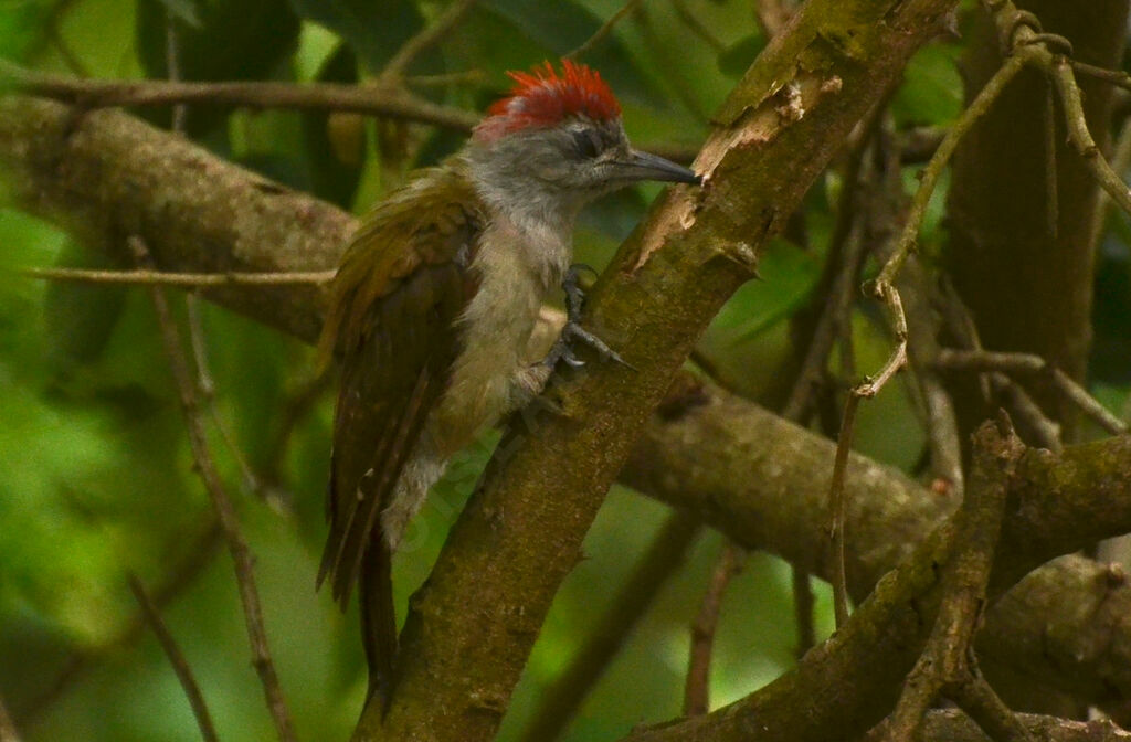 African Grey Woodpecker, eats