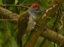 African Grey Woodpecker