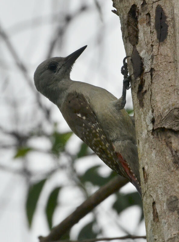 African Grey Woodpecker female adult, identification