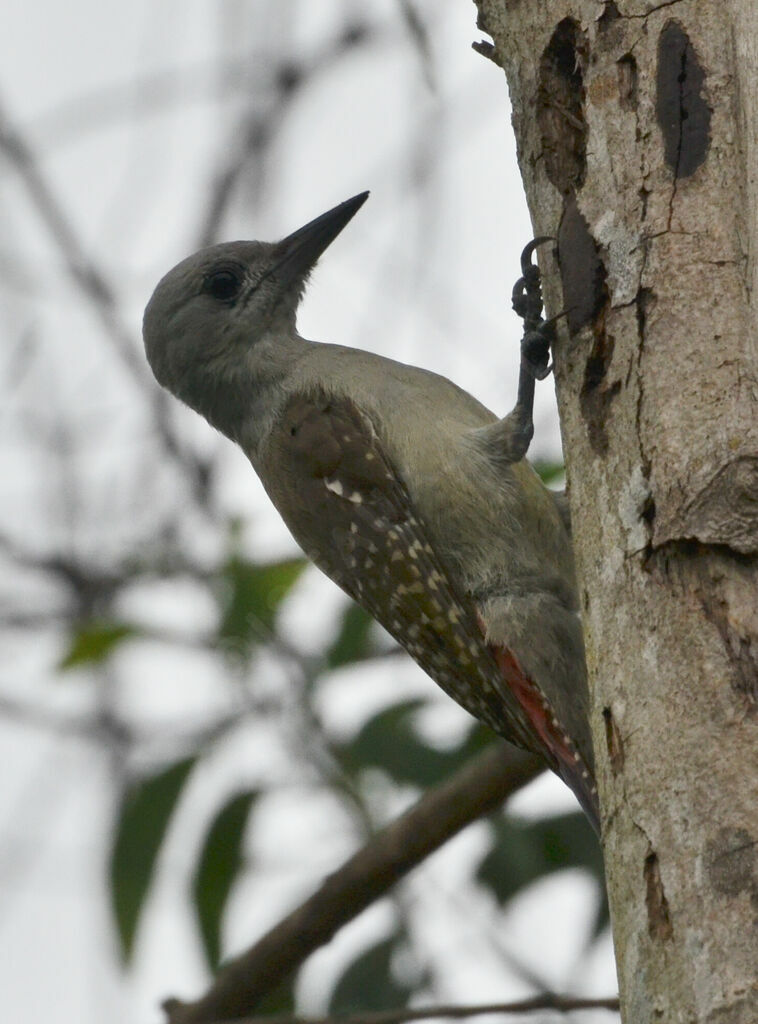 Pic goertan femelle adulte, identification