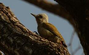African Grey Woodpecker