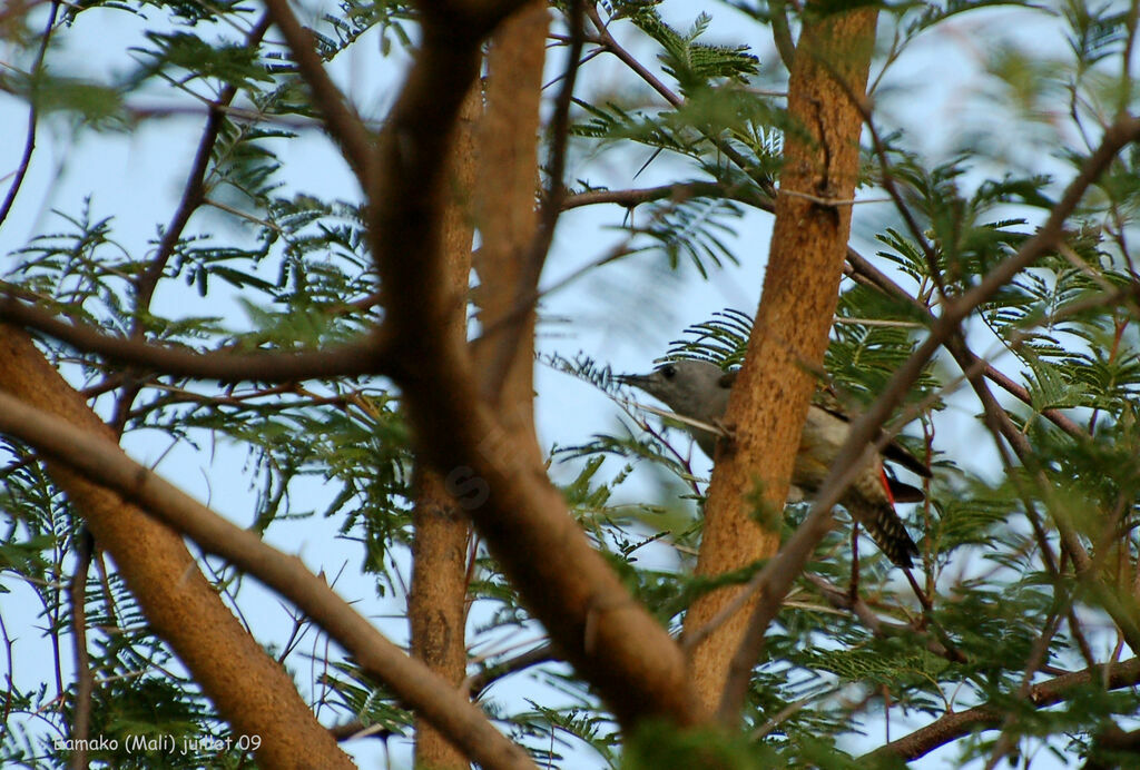 African Grey Woodpecker female adult