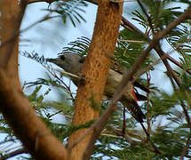 African Grey Woodpecker