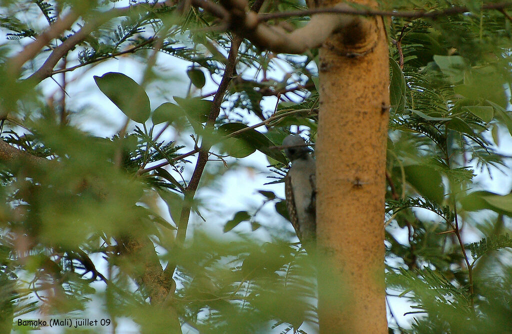 African Grey Woodpecker female adult