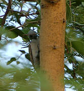 African Grey Woodpecker