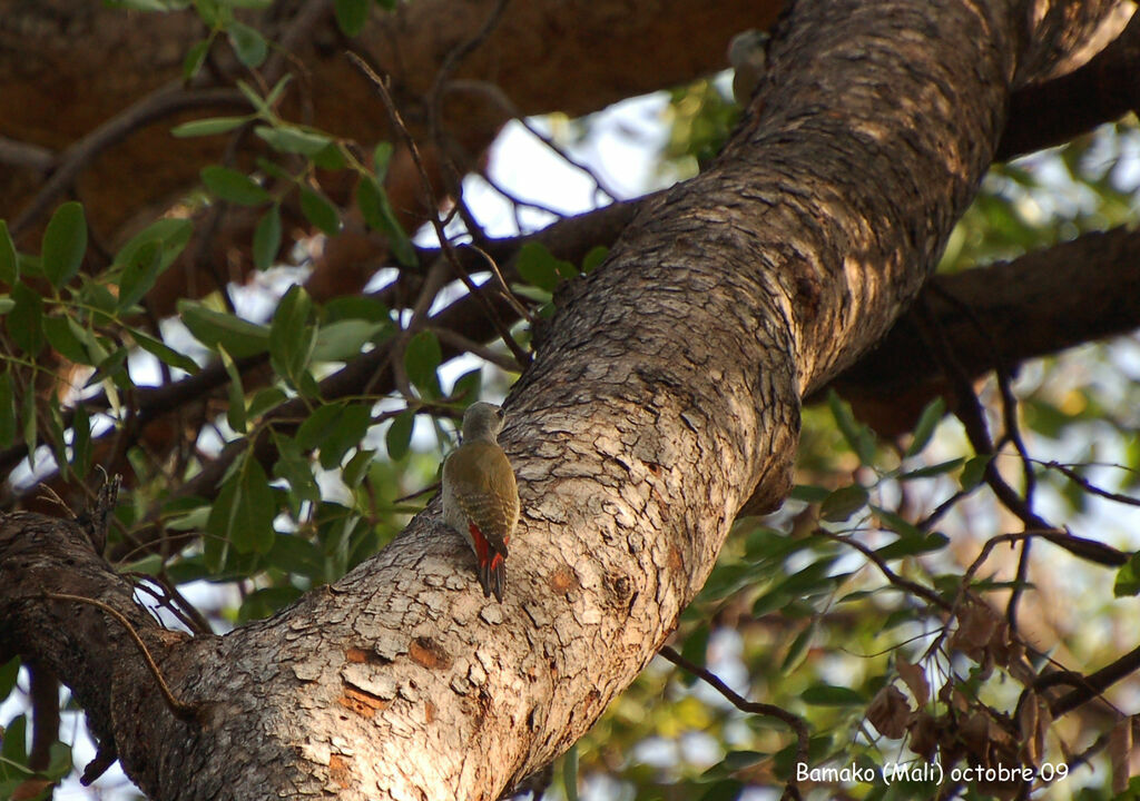 African Grey Woodpecker female adult