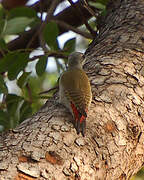 African Grey Woodpecker