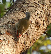 African Grey Woodpecker