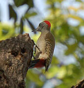 African Grey Woodpecker