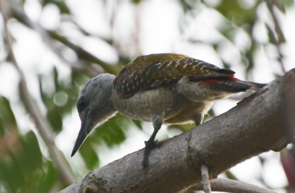 African Grey Woodpeckerimmature, identification