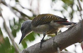 African Grey Woodpecker