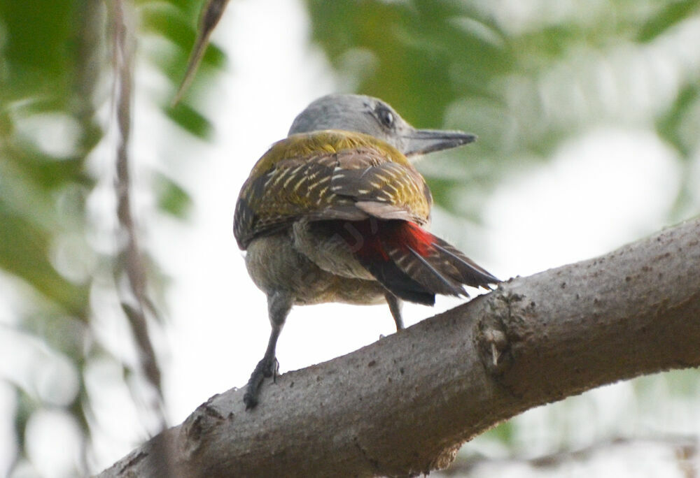 African Grey Woodpecker