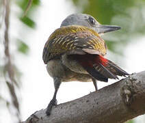 African Grey Woodpecker