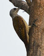 African Grey Woodpecker