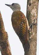 African Grey Woodpecker