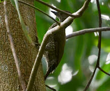 Buff-spotted Woodpecker