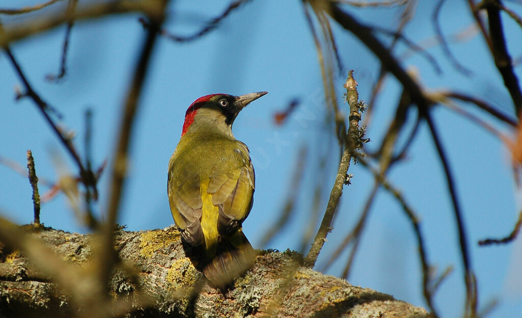 European Green Woodpecker female adult