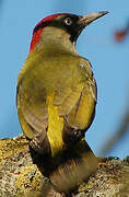 European Green Woodpecker