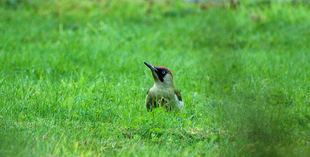 European Green Woodpecker female adult