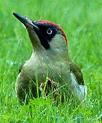 European Green Woodpecker