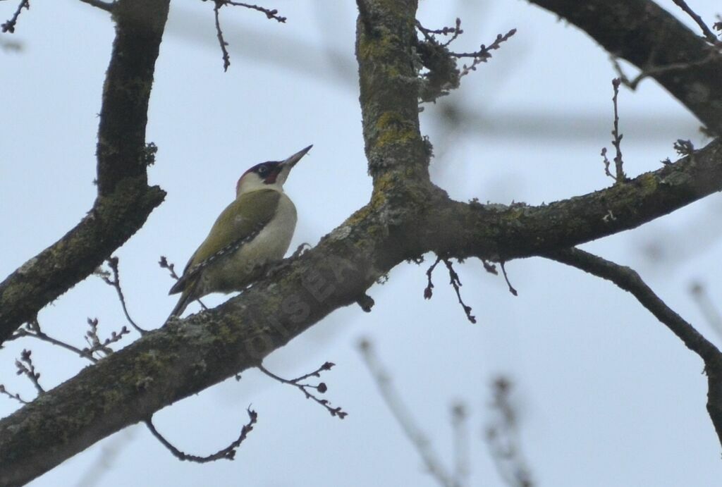 European Green Woodpecker male adult