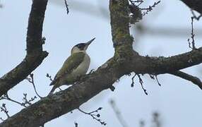 European Green Woodpecker