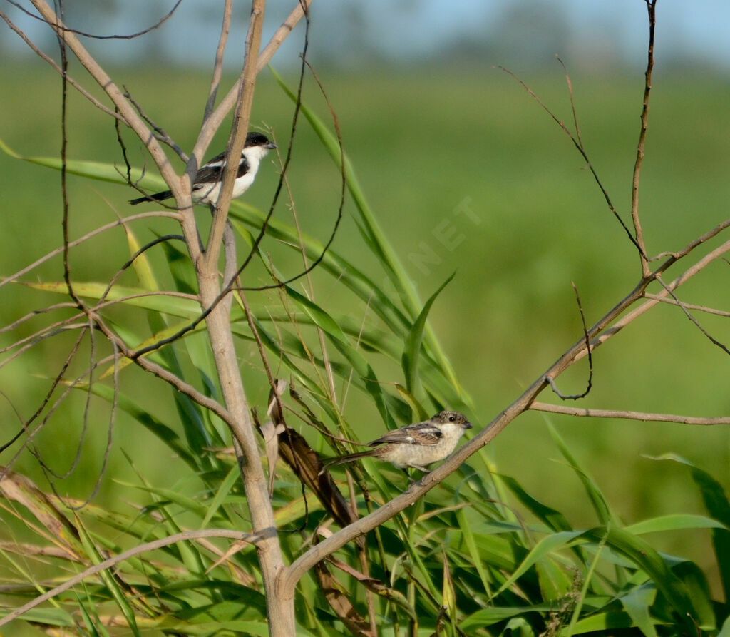 Northern Fiscalimmature, identification