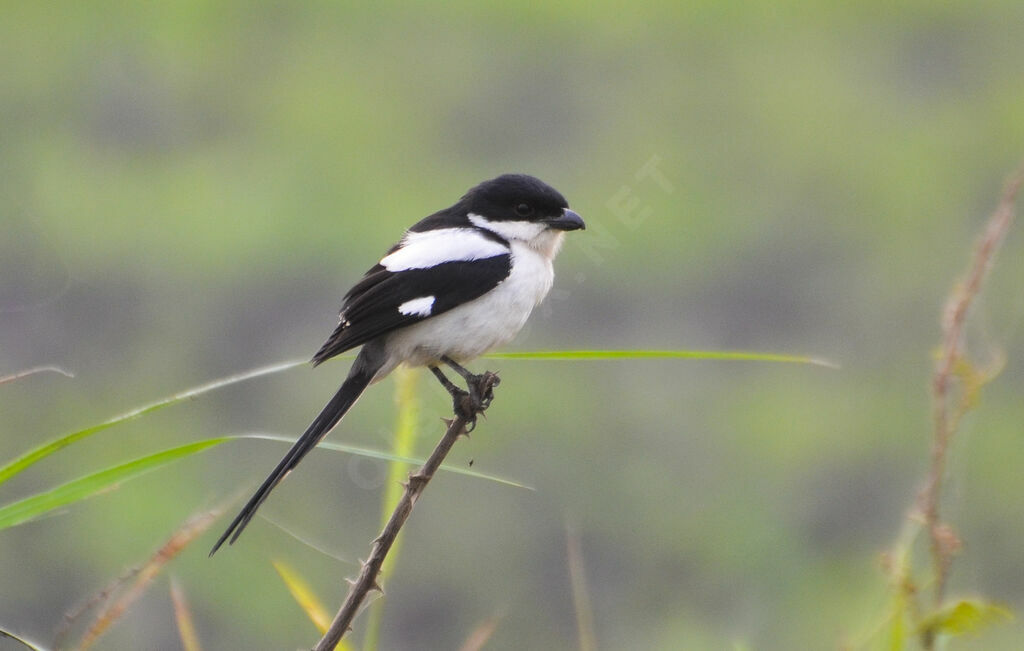 Pie-grièche à dos noiradulte, identification