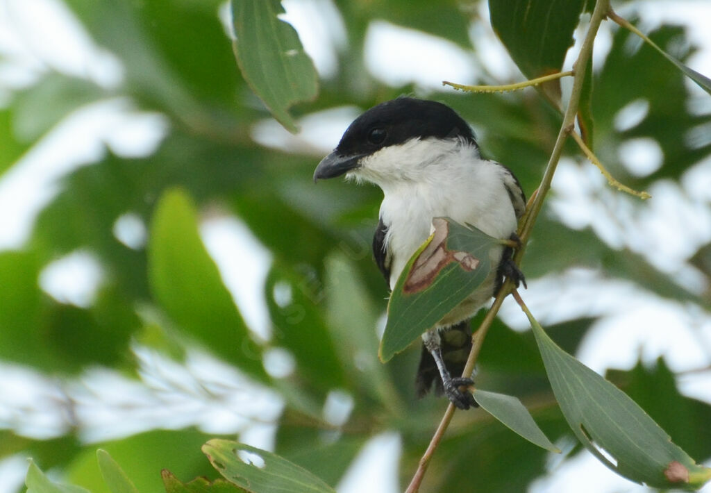 Northern Fiscaladult, identification