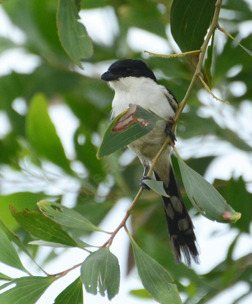 Pie-grièche à dos noiradulte, identification