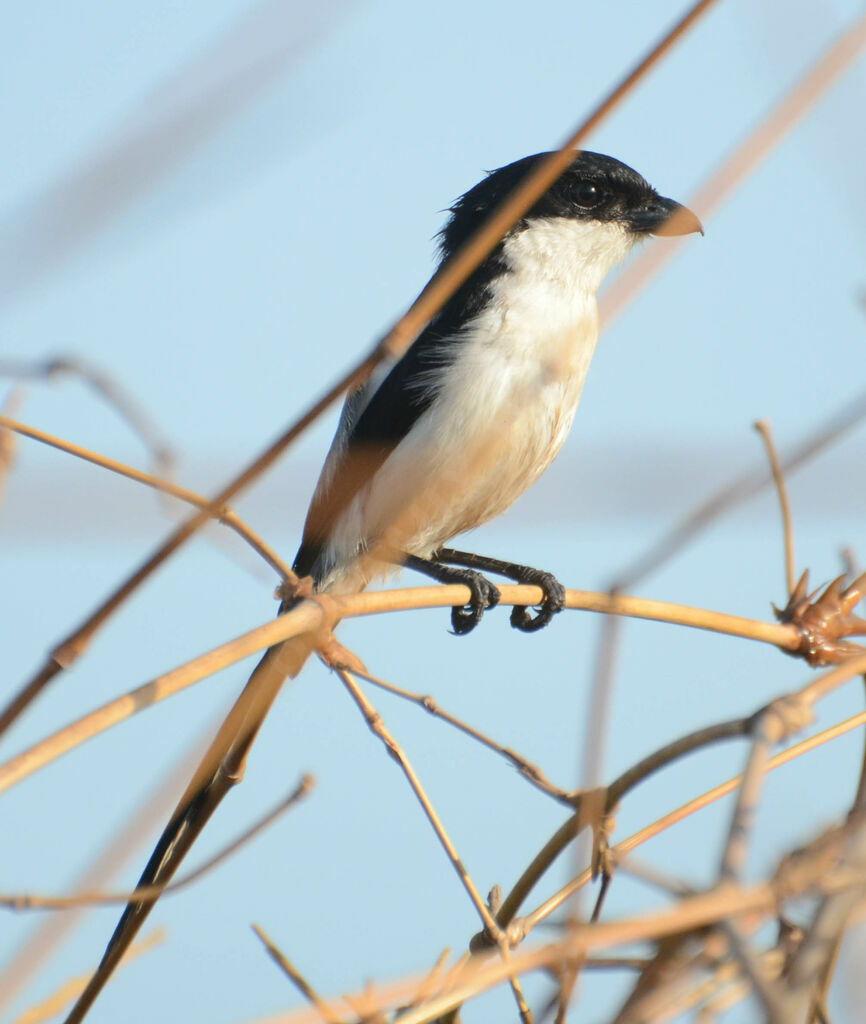 Pie-grièche à dos noiradulte, identification