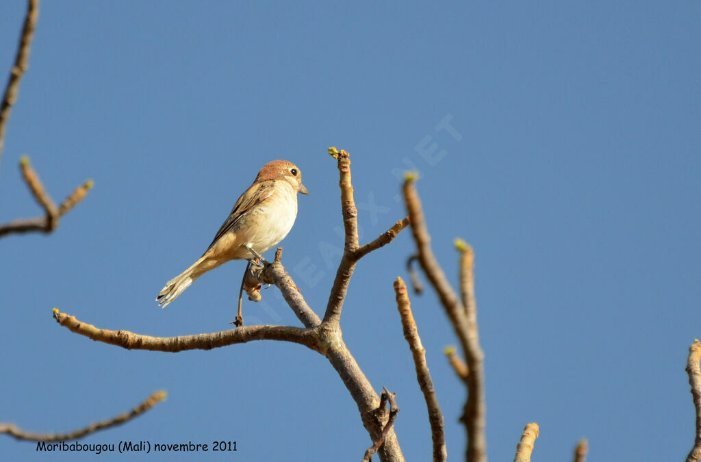 Woodchat Shrikeimmature