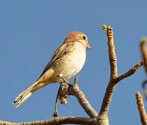 Woodchat Shrike