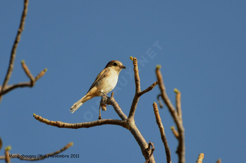 Woodchat Shrikeimmature