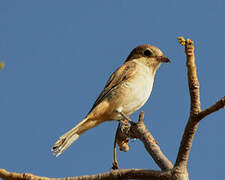 Woodchat Shrike