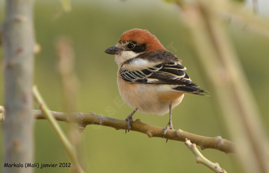 Woodchat Shrikeadult, identification