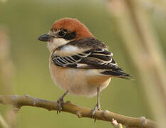 Woodchat Shrike