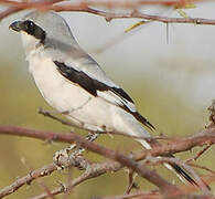 Great Grey Shrike