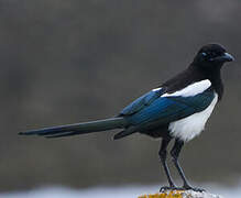 Eurasian Magpie