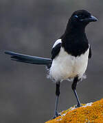 Eurasian Magpie