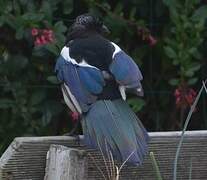 Eurasian Magpie