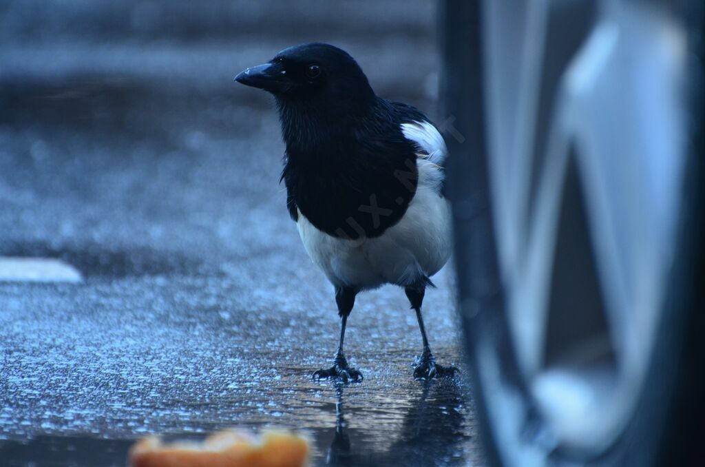 Eurasian Magpieadult, feeding habits